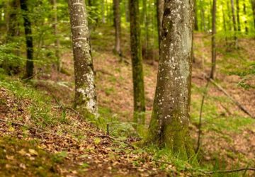 Nel bosco, forest bathing e forest therapy non coincidono: Ambiente forestale tranquillo a Podgarić, Croazia, con alberi…