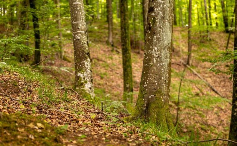 Nel bosco, forest bathing e forest therapy non coincidono: Ambiente forestale tranquillo a Podgarić, Croazia, con alberi…